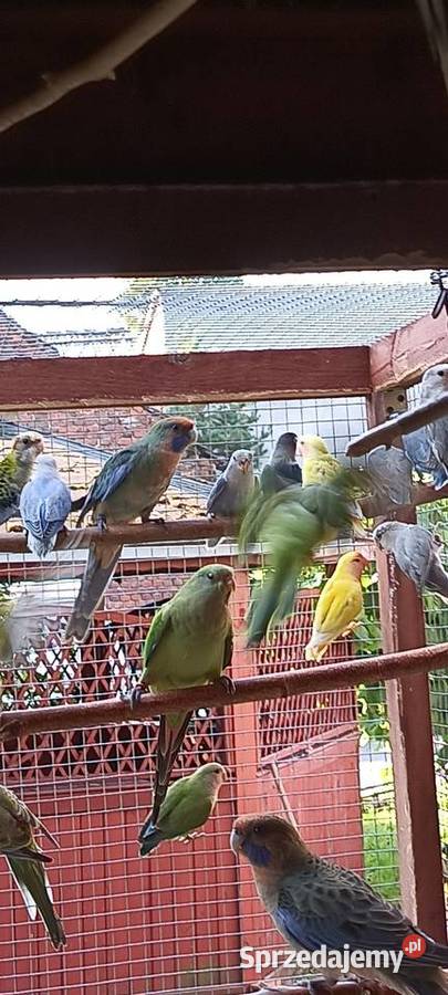 Rozela królewska papugi Ptaki Jaworzno