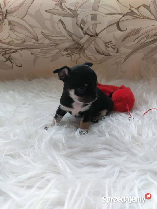 Szczeniaki piesek suczka chihuahua Płońsk