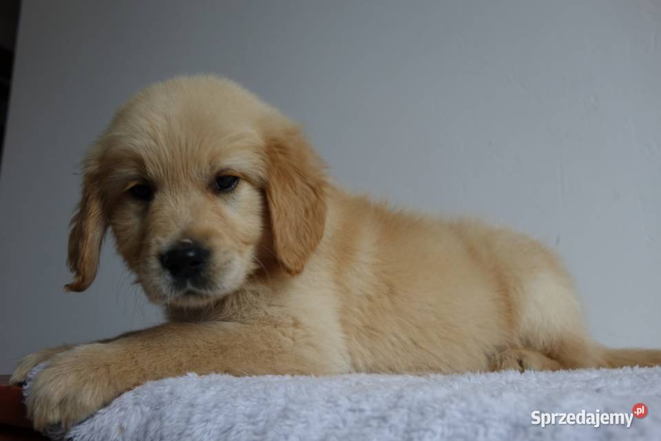 Golden Retriever gotowe do odbioru