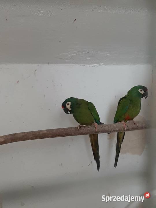 Ary marakany para 2223r