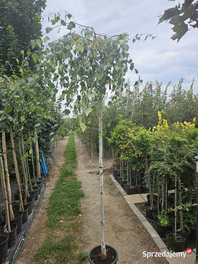 Brzoza brodawkowata Youngii Long Trunk wysokość wielkopolskie Sompolno