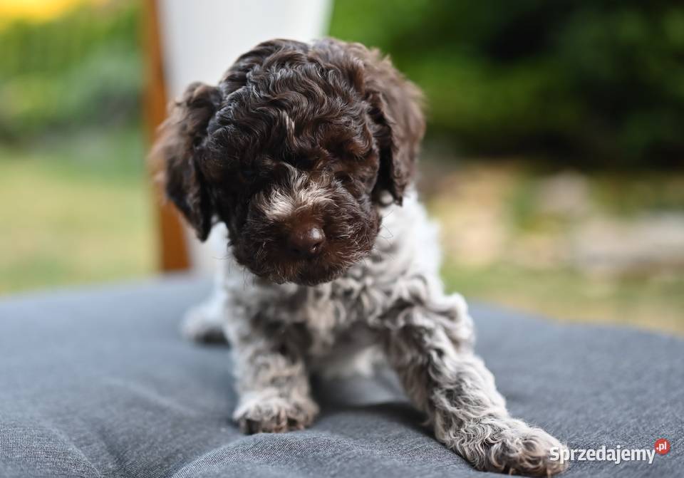 Lagotto Romagnolo FCI Pozostałe śląskie Rybnik