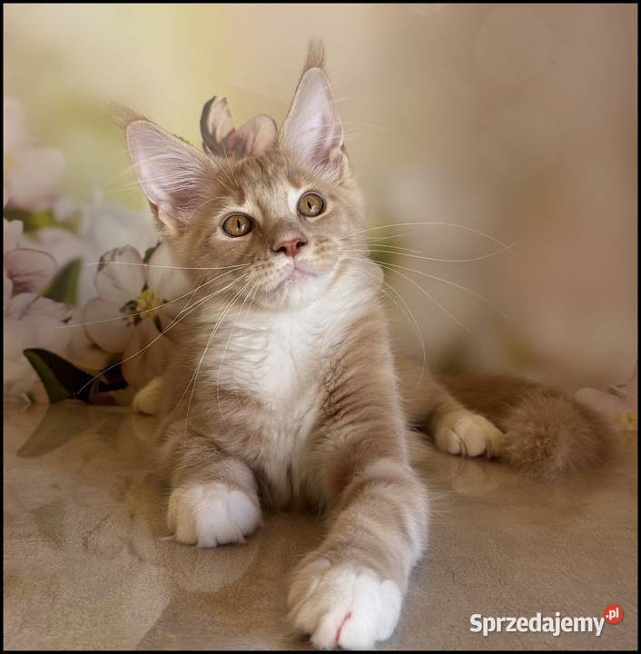 Kocurek Maine Coon Wesario Już do odbioru małopolskie