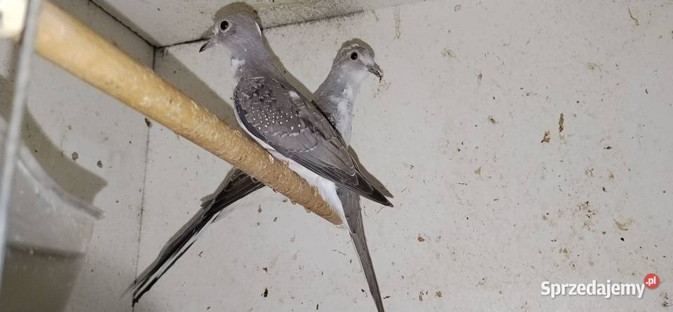 Gołąbki diamentowe szeki 2025 Ptaki sprzedam