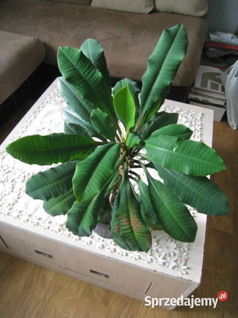 Wilczomlecz białounerwiony Benjamin