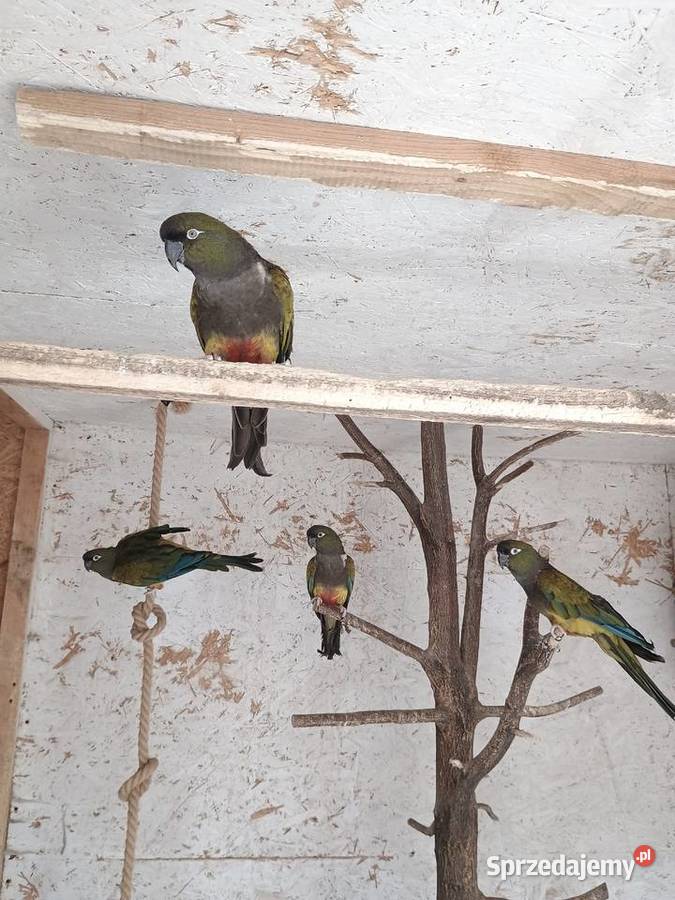 Sprzedam Konury Patagońskie Dąbrowa Górnicza