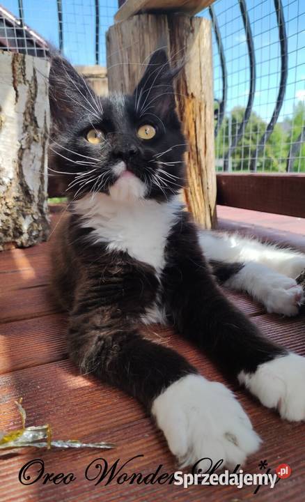 Czarno biały kocurek Maine Coon Oreo FPL Gdańsk