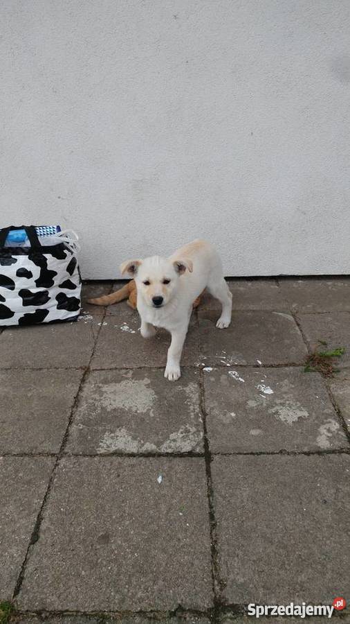 Oddam suczkę w ręce Gorzów Wielkopolski