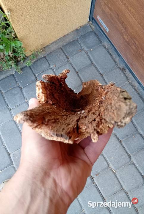 Naturalna kryjówka do terrarium dziupla Siekierki Małe sprzedam