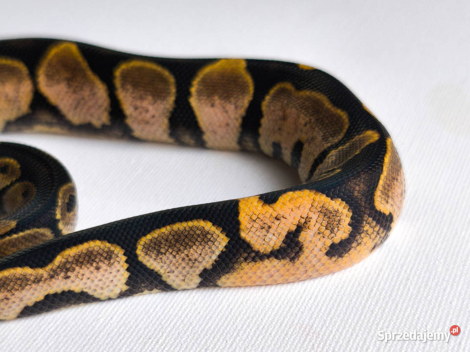 Pyton królewski Sugar Calico Python Regius mazowieckie Warszawa sprzedam