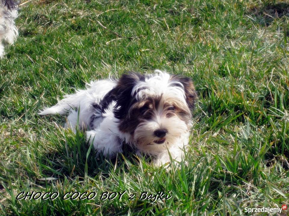 York Urwis rodowodowy Kolorowy Unikatowy Biewer Namysłów