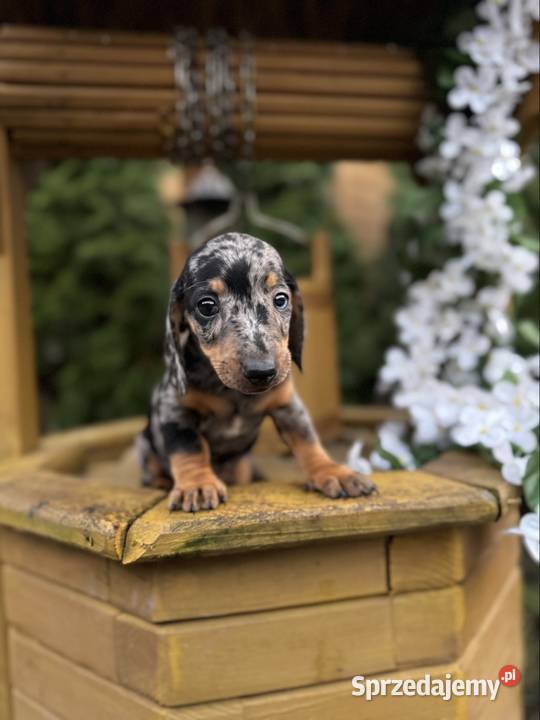 Cudowny Piesek jamnik miniaturowy blue merle z Katowice sprzedam