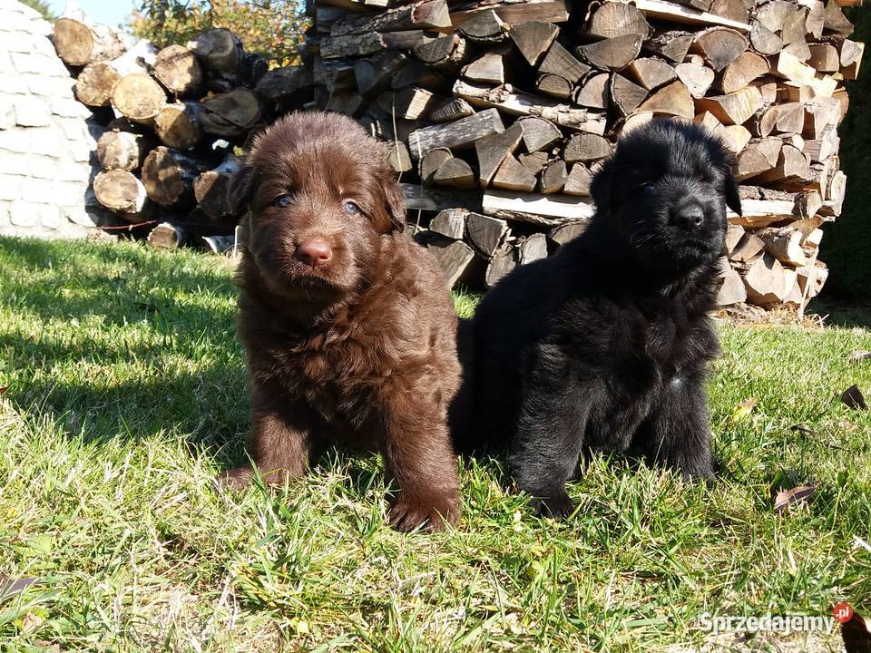 Owczarek niemiecki Black i Liver opisie Świerklany