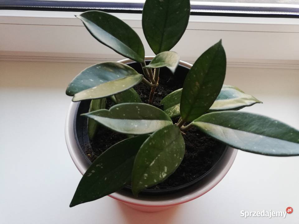 Hoya carnosa biała posadzona hoja hoia Szczecin