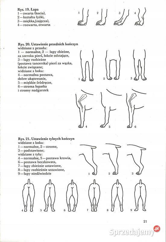 PSY RASOWE Najmanova Humpal Kruszwica
