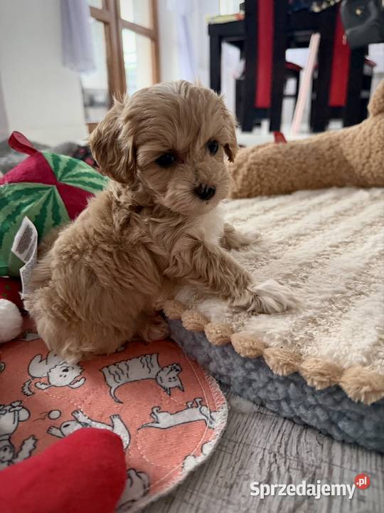Maltipoo malutka dziewczynka Kraków