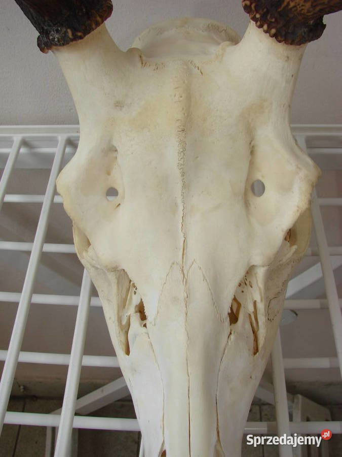 poroże jelenia Antyki, Sztuka, Kolekcje Pruszcz Gdański