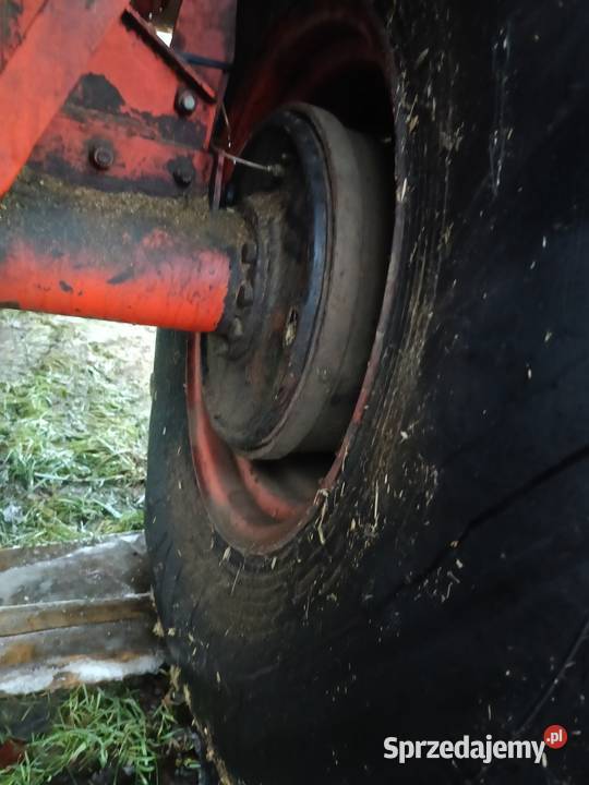 Bizon Z056 Super szuka domu Lubieszyn sprzedam