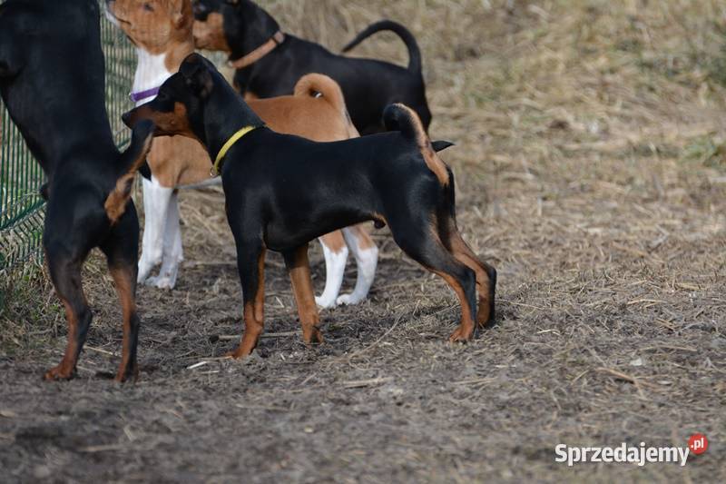 Pinczer miniaturowy piesek przebadany paszport Chełm