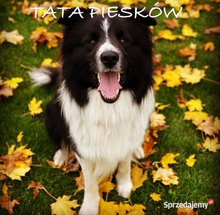 Piesek Border Collie wielkopolskie Ratyń sprzedam