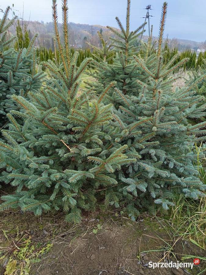 świerk srebrny cięty choinka