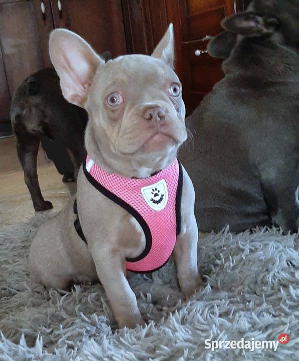 Buldg francuski suczka Pabianice