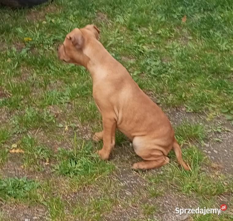 Amerykański Pitbullterrier szczeniaki dolnośląskie Bolesławiec sprzedam