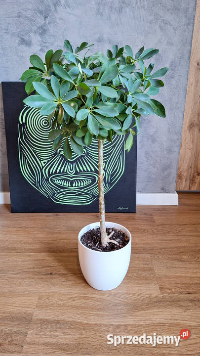 Szeflera drzewkowata Schefflera Arboricola Nora sprzedam