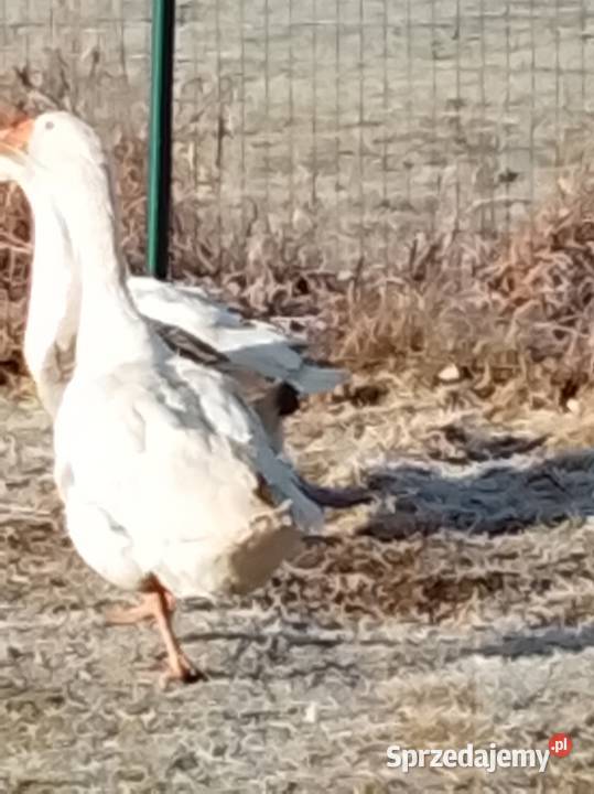 Gęsi landers i garbonosa