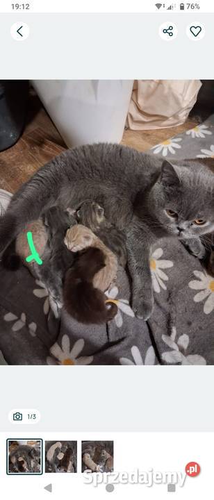 Kotki brytyjskie krótko wlose