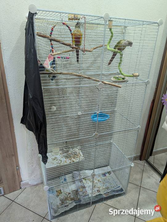 Papugi rudosterki Katowice