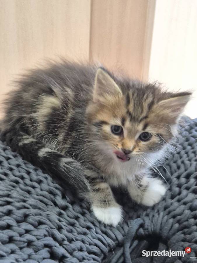 Syberyjska kotka NIKA rodowód FIFE FPL