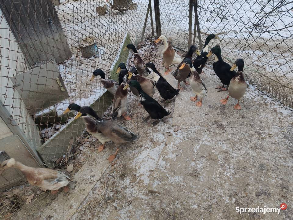 Kaczki biegus indyjski Dobczyce