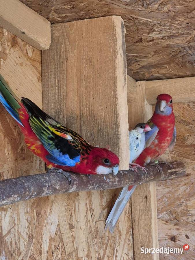 rozelle sprzedam Kamień Śląski