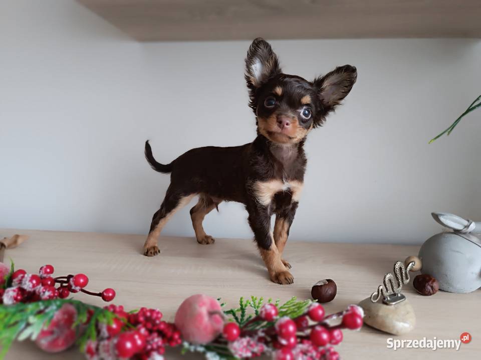 Rosyjski Toy z dokumentami FCI Kielce