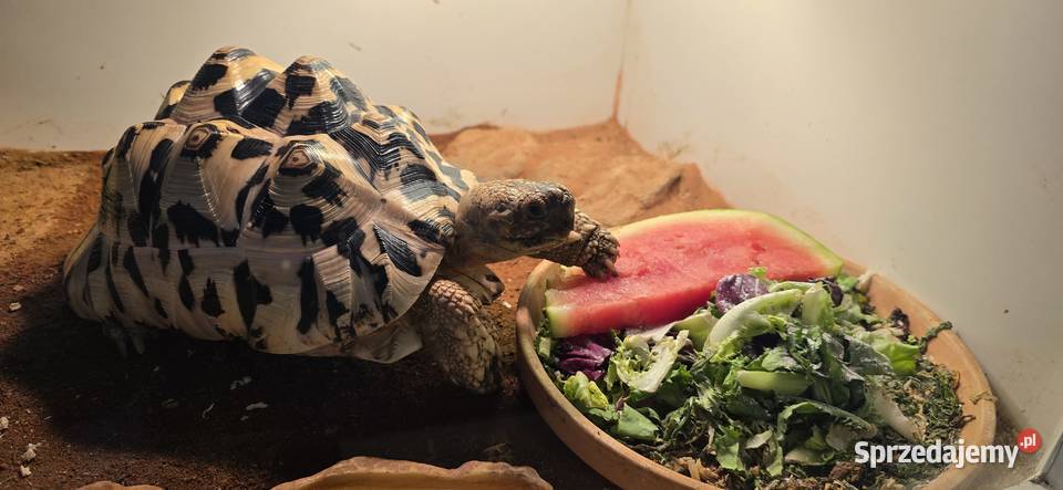 Żółw lamparci lądowy Lębork