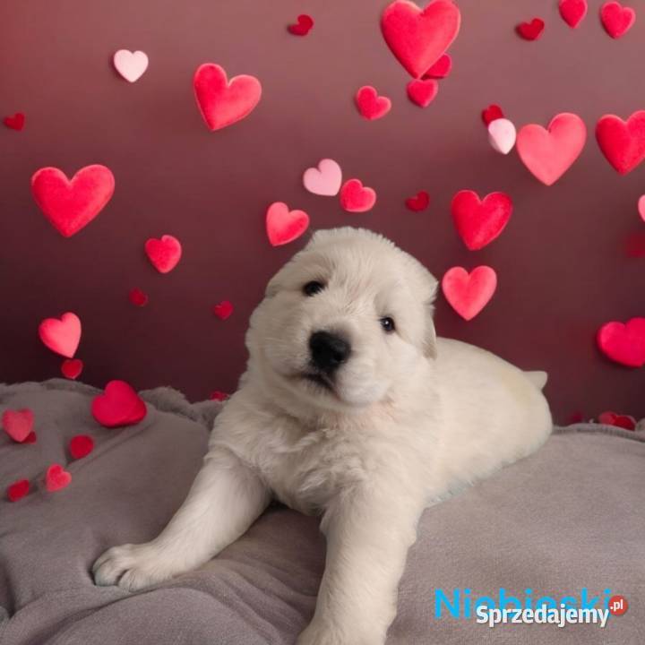 Biały Owczarek Szwajcarski ZKwP FCI szczenieta Grodzisk Mazowiecki