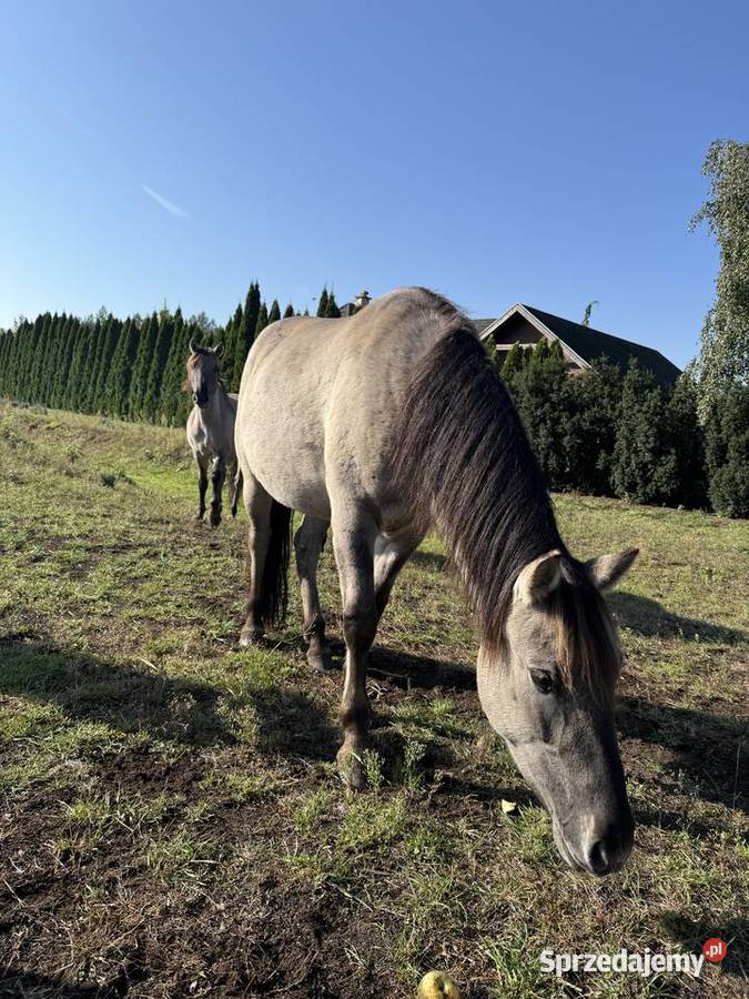 Na sprzedaż 3 konie rasy Konik Polski