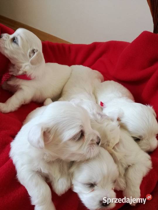 Maltańczyk szczeniaki z rodowodami REZERWACJA Warszawa