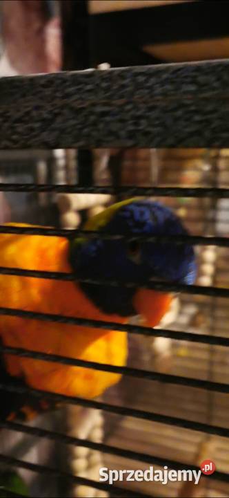 Lorysa Tęczowa dorosła para GADAJĄCA Czeladź
