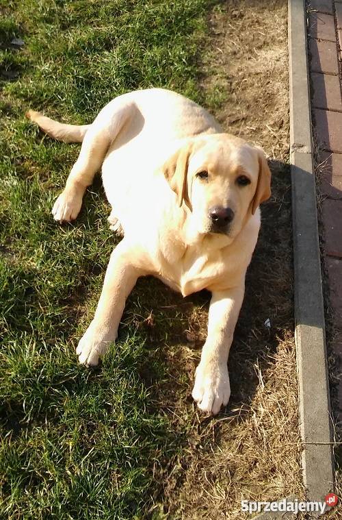 Młode 6cio miesięczne psy Labrador z rodowodem FCI ZKwP Gołdap