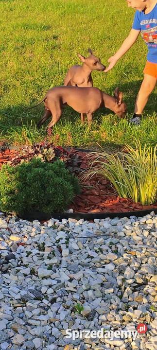 Nagi pies meksykański Radomsko