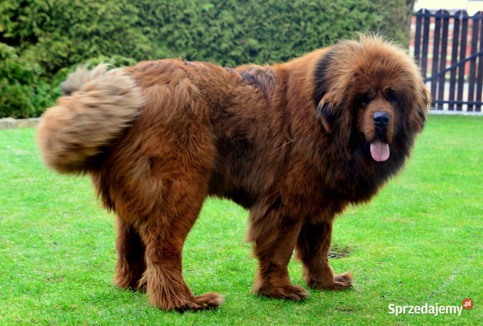 Mastif tybetański FCI