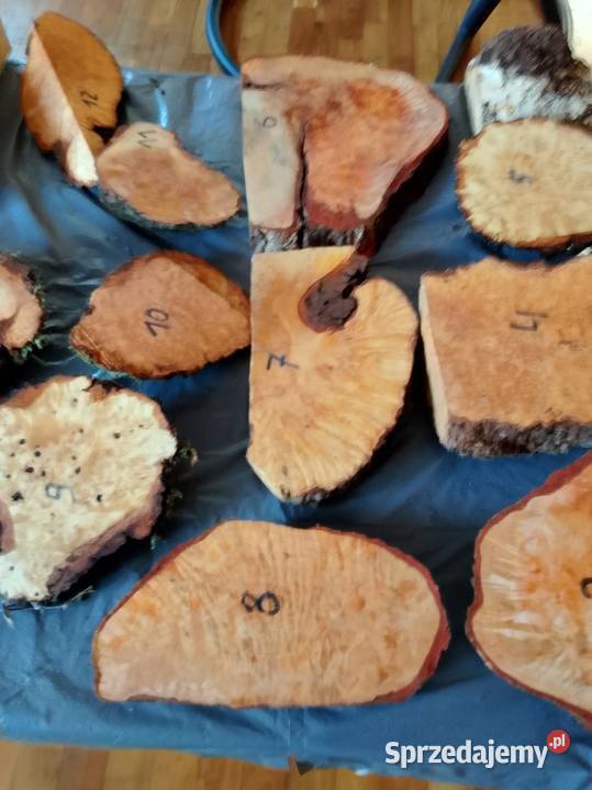 Czeczot topola klon akacja kasztan Pozostałe wielkopolskie Nowy Tomyśl