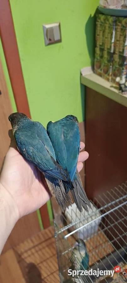 Ręcznie karmione rudosterki z papierami i dna na Tychy