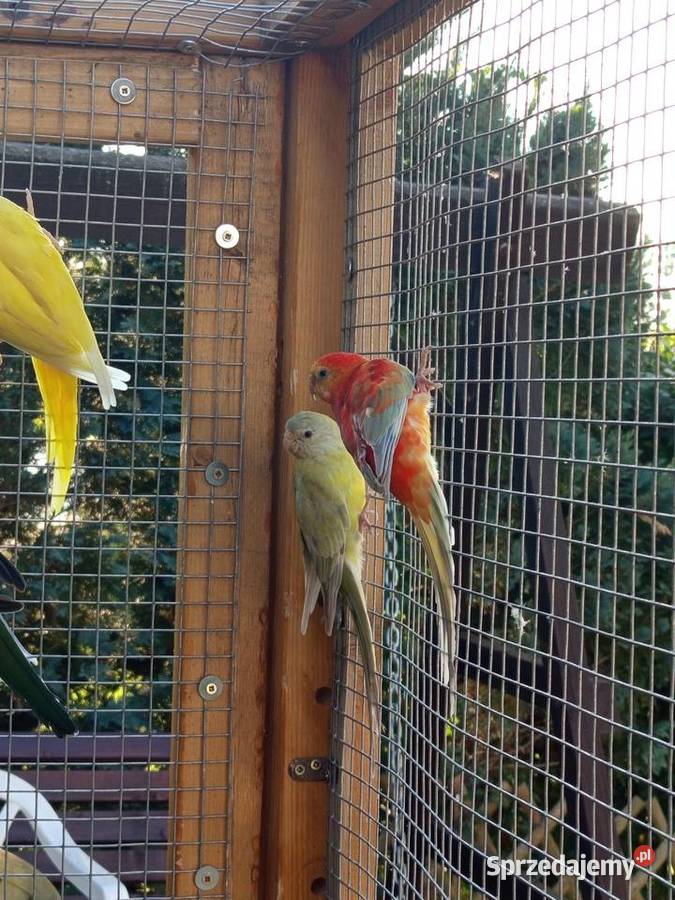 Świergotki wielkopolskie sprzedam