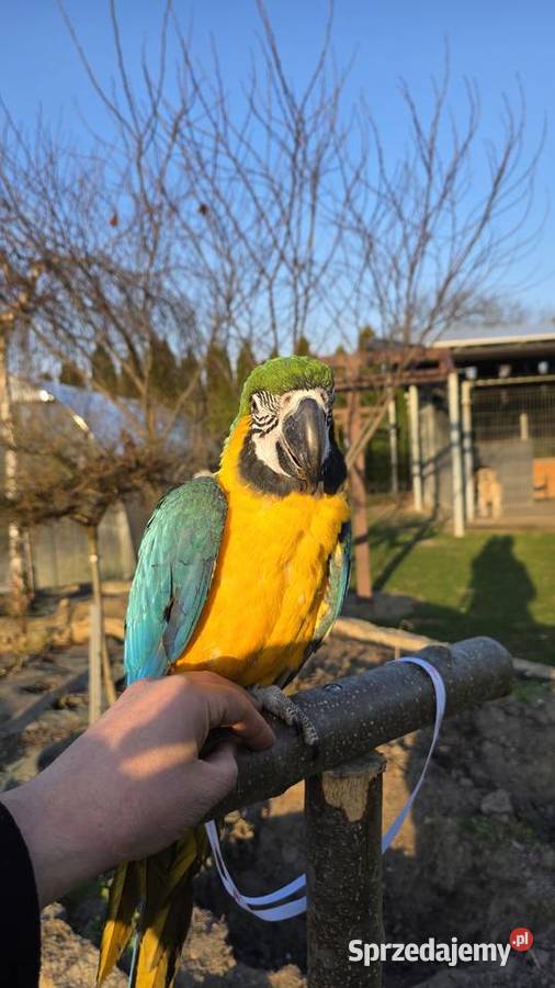 Ara Ararauna Samica ręcznie karmiona