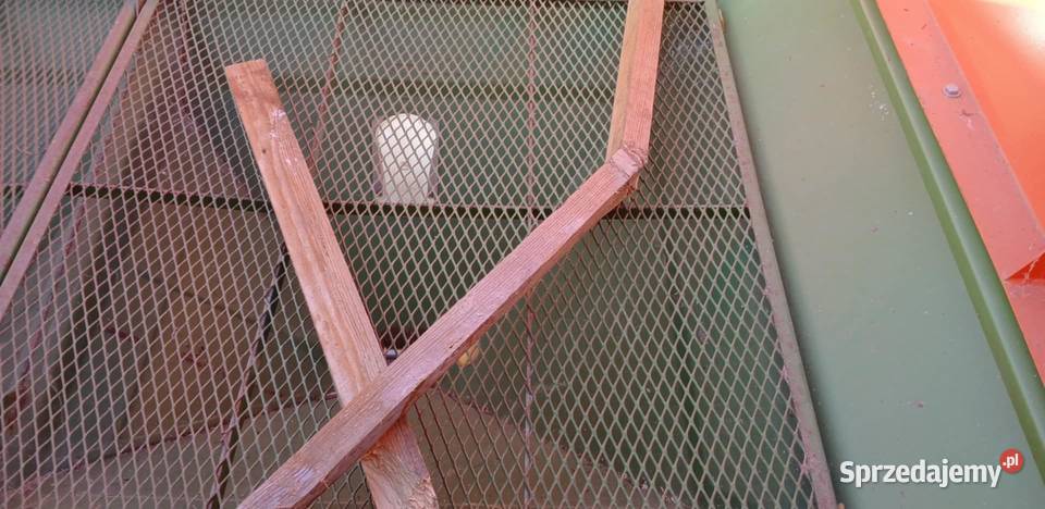 Rozsiewacz nawozów Amazone ZAM 1801 hydrauliczne Rozsiewacze nawozów