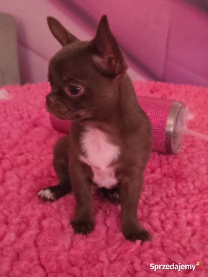 Chihuahua Czekoladowy Dexter śląskie Bielsko-Biała