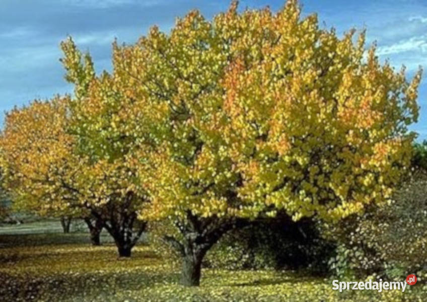 MORELA POSPOLITA  Prunus armeniaca NASIONA 100g Lubanie